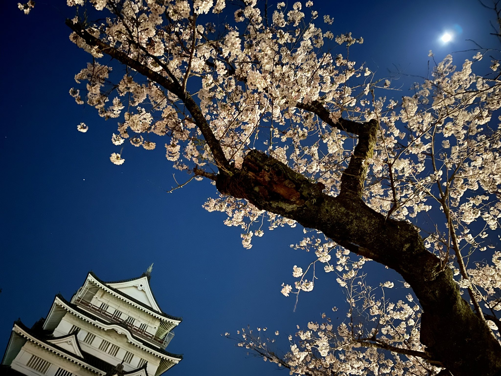 亥鼻公園 Twitter Search Twitter