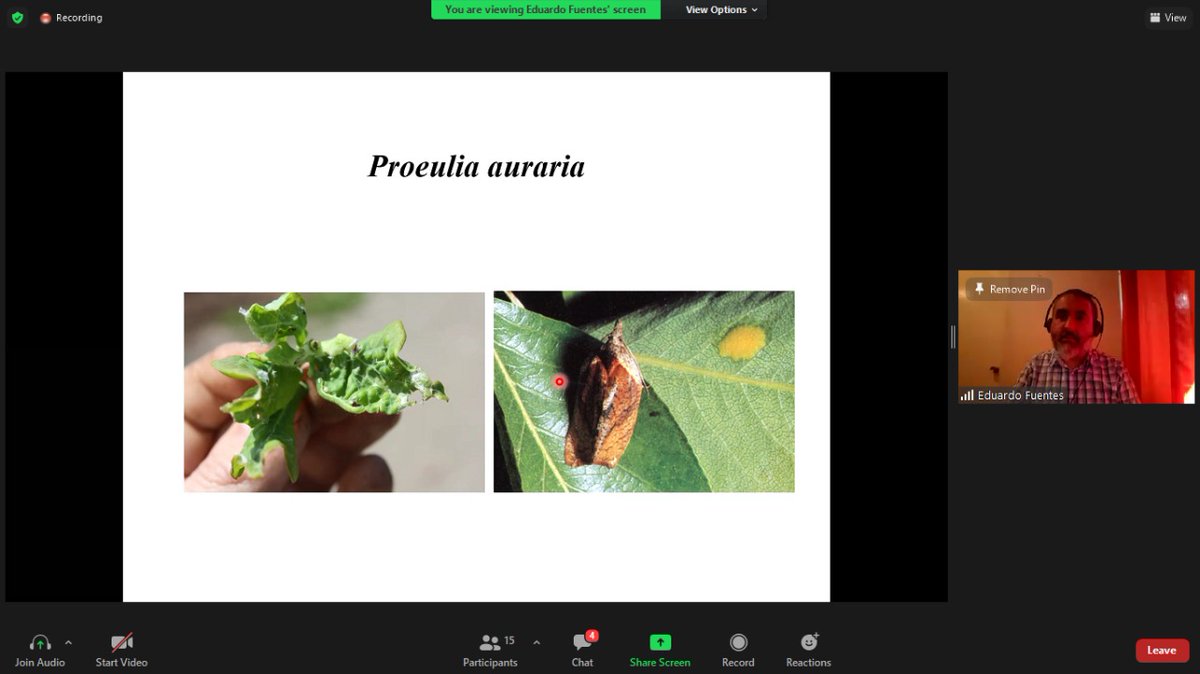 Corfo_RM's tweet photo. 👉Esta mañana nuestros beneficiarios @Corfo #RM del Proyecto #PROFO Uva de Mesa🍇, conocen más sobre manejo integrado de plagas en taller 💻📲dirigido por Eduardo Fuentes, Licenciado en Ciencias Biológicas de la Universidad Católica. Junto a @SIMFRUITdeASOEX https://t.co/DKO6wRc6sf