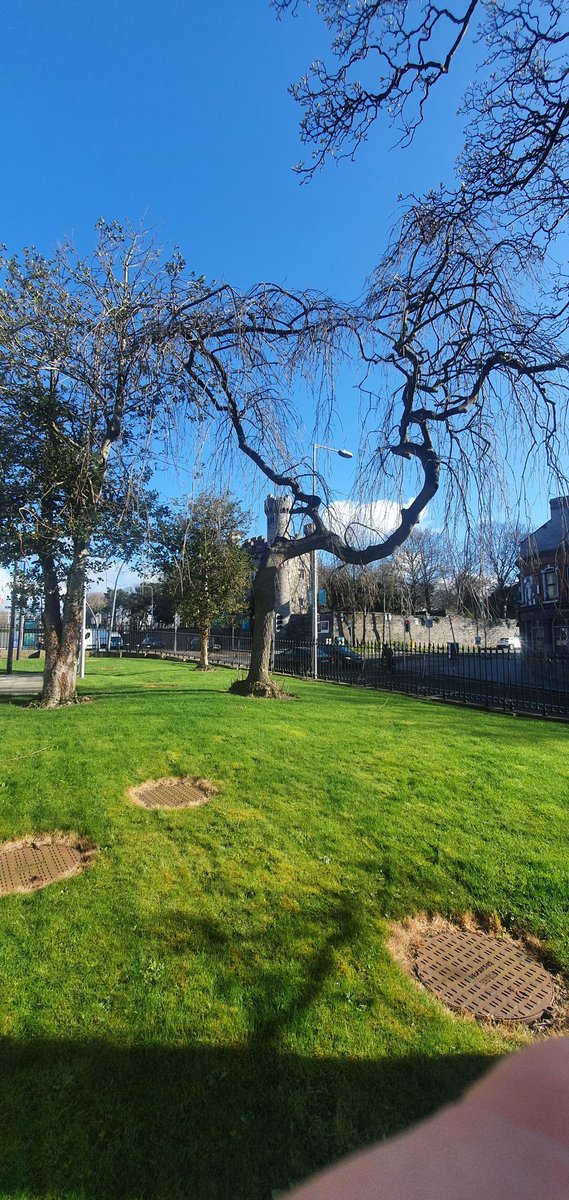 KilmainhamOPW's tweet image. One of many benefits of now having the former Kilmainham Courthouse as part of Kilmainham Gaol Museum are these lovely trees #NationalTreeWeek #NationalTreeWeek2021