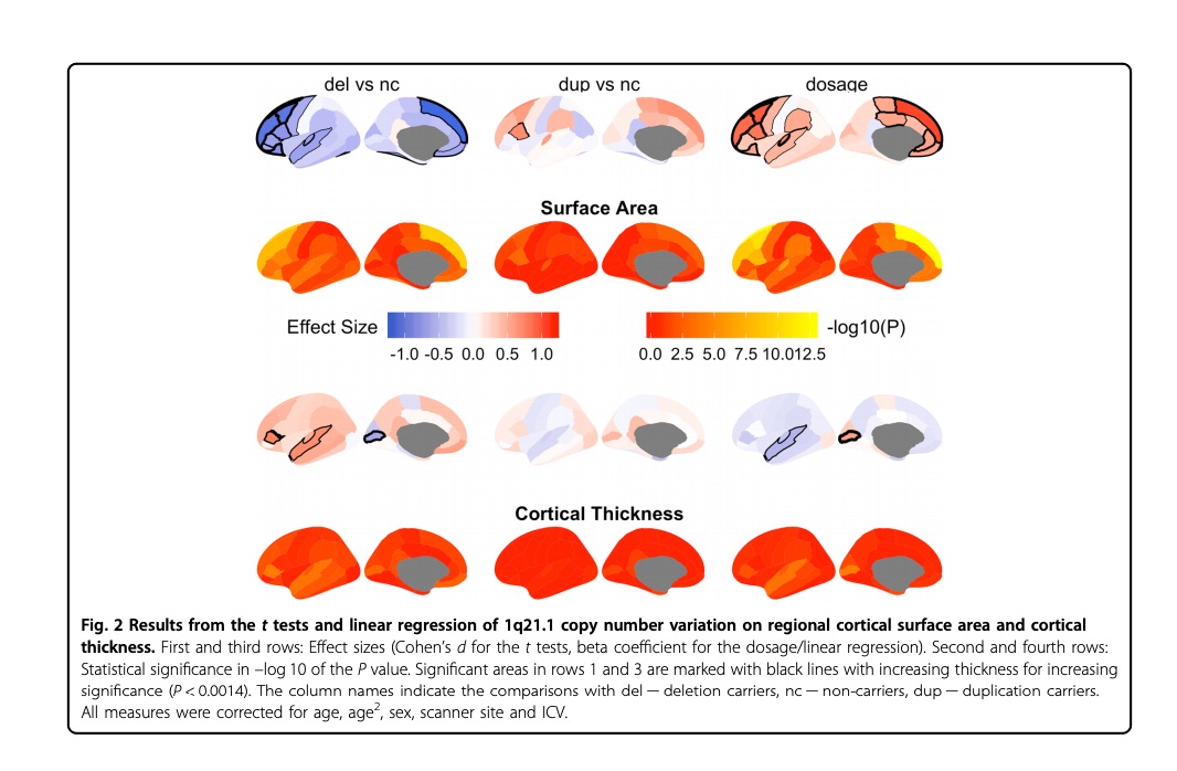 KGJ_ND's tweet photo. New work led by @ISoenderby: 1q21.1 distal copy number variants are associated with cerebral and cognitive alterations in humans https://t.co/vwZ8yjbVQ9 #OpenAccess https://t.co/WPqVwPqupW