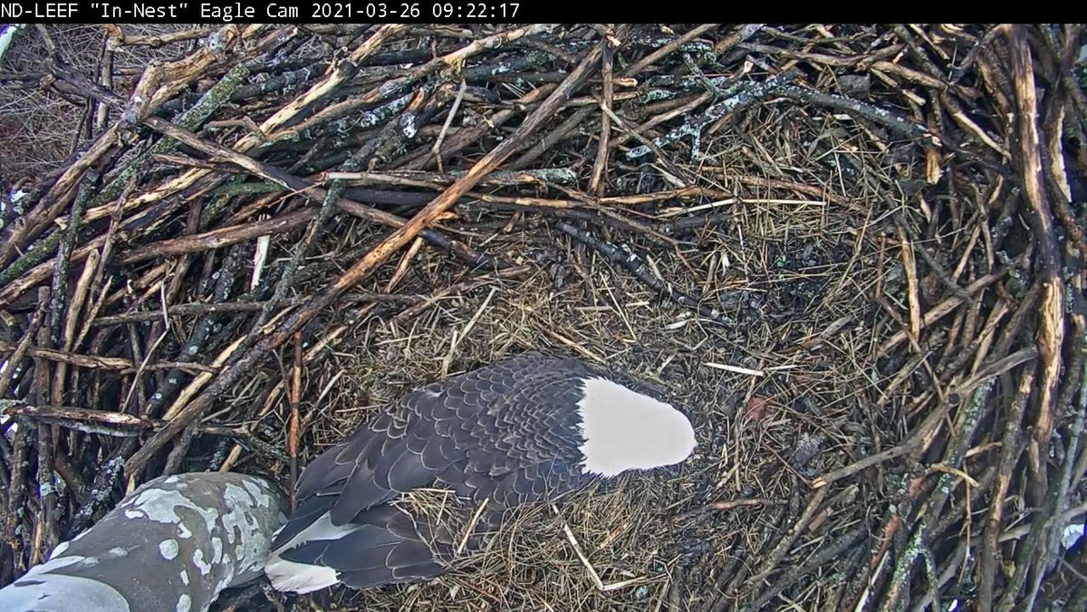 NDLEEF's tweet photo. Attention Eagle Watchers:  We are officially on "pip watch".  The first egg was laid 37 days ago and based on previous years' incubation times, we expect our first pip to happen today! https://t.co/pzEjNlElcp