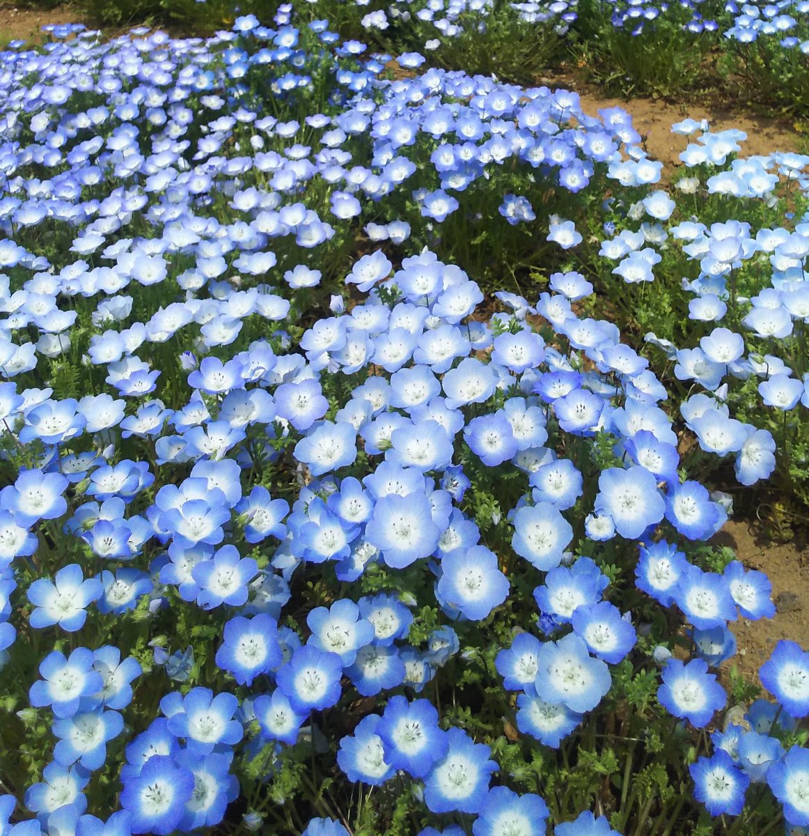 あんず 春の青い花たち さわやかでいいなぁ