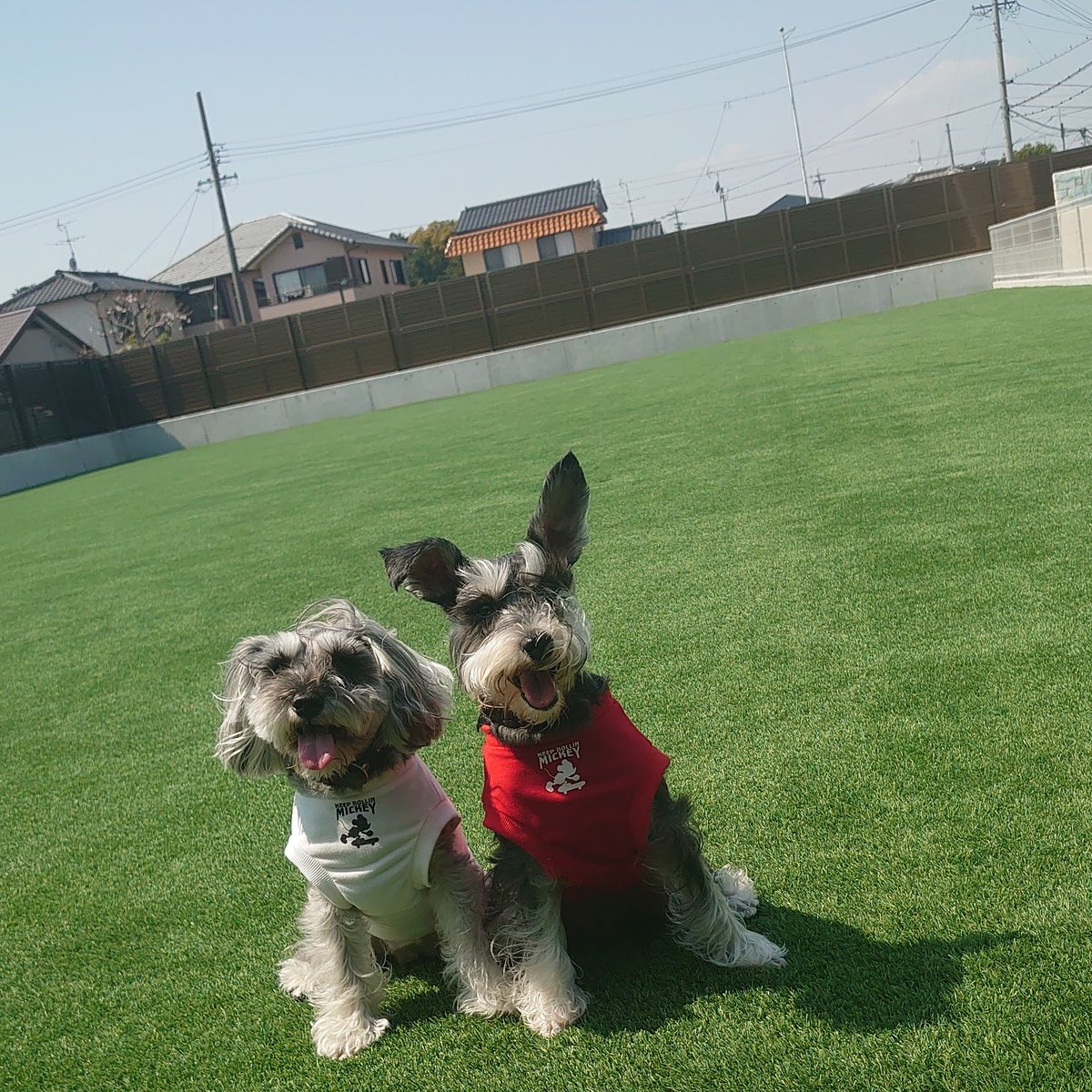 シュナウザー多頭飼い のtwitter検索結果 Yahoo リアルタイム検索