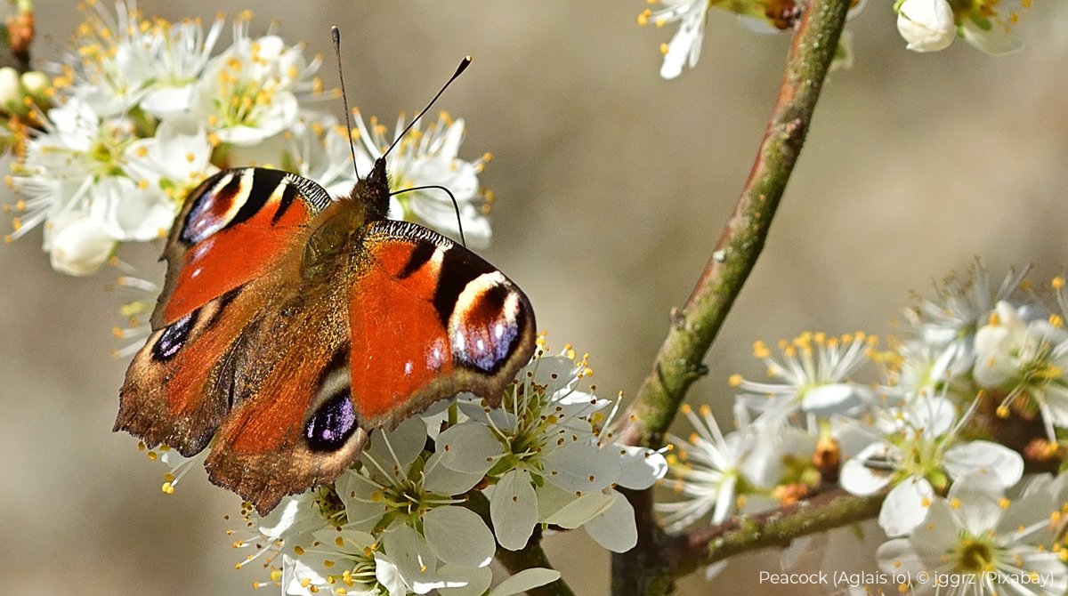 savebutterflies's tweet photo. 🌸 Noticing the little moments and changes in nature each day is so important for our collective and individual mental health and wellbeing. #BlossomWatch 🌸 https://t.co/p7a6oWoZ8R https://t.co/elDFvsyZhM