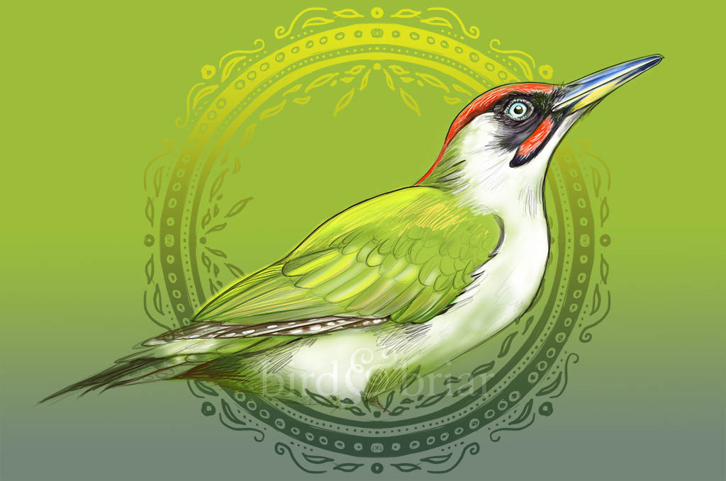 Not sure if I scheduled this one early or late with the time change, but here's a Green Woodpecker for this week's #colour_collective 

Happy Friday!