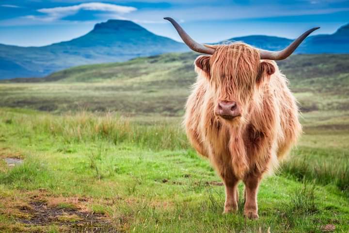 EndlessPalmTrav's tweet photo. I'm a wee cow in the highlands having a shaggy hair day. Where do I live?
#cow #weecow #shaggy #shaggycow #highlands #where #animals #AnimalCrossing #animallover https://t.co/X1WhWW6Oxu