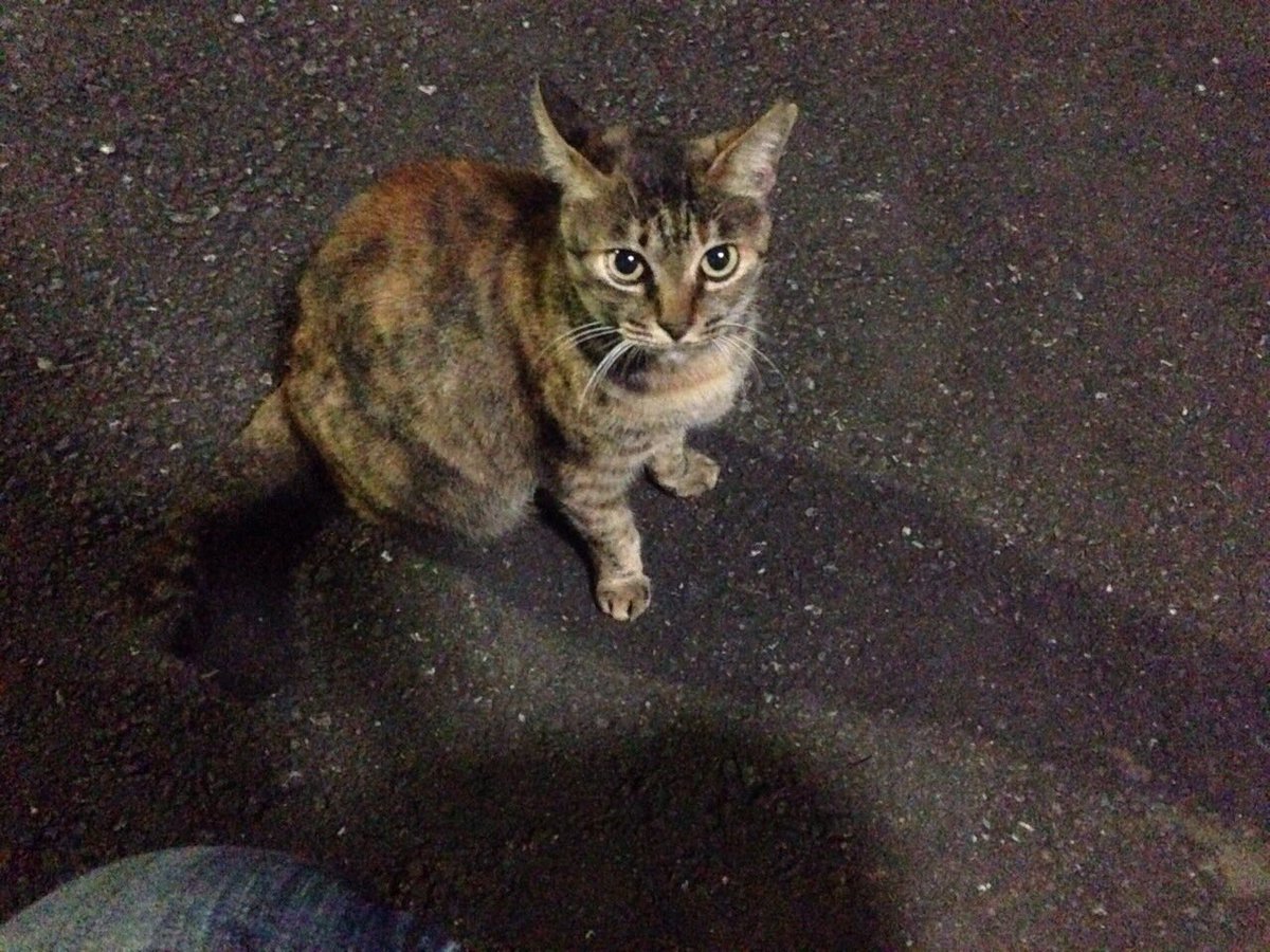 robogoron's tweet photo. もう会えなくなってしまった大好きなネコチャン達。
苦しみのない世界で楽しく遊んでると思う事で心の渇きを癒す日々。
みんな良い子だったなー。 https://t.co/7P6gemxbTD