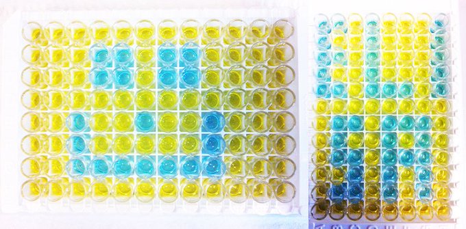 Allscience1's tweet photo. Lo que también puedes hacer con un #KitElisa 😊
Autor: Juliane Tippmann. (Vía @EnzoLifeSci) #BiologíaMolecular https://t.co/ApWf5EIQvA