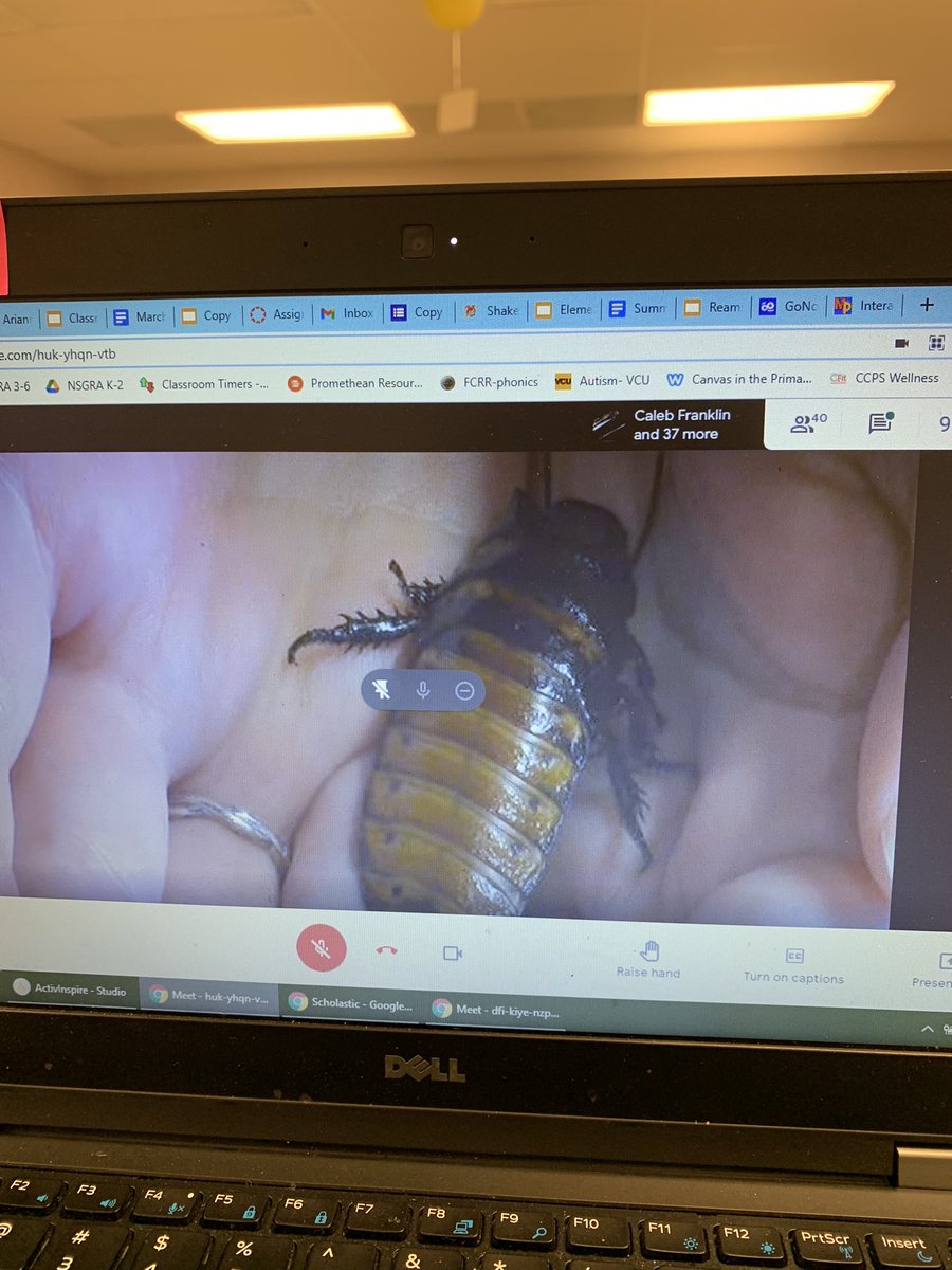 NeboMara's tweet photo. So excited to hang out with these critters this morning! Thanks to the Science Museum of Virginia for this great virtual field trip!  We loved seeing how animas use adaptations in real life! @TheBondsBunch  @ReamsElemAP @jodi_seitz @ScienceMusofVA #oneCCPS https://t.co/2mcbwjSGG4