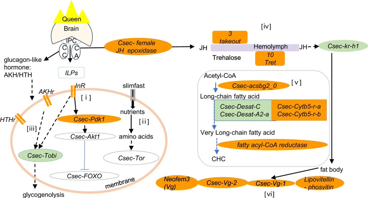 CommsBio's tweet photo. @SiluLin et al. identified a module of co-expressed genes involved in fecundity, juvenile hormone signaling, and chemical communication in Cryptotermes secundus queens, linking social communication with longevity and fecundity. @AgingPhD https://t.co/okCYzGvVCb https://t.co/Lze21ucXFo