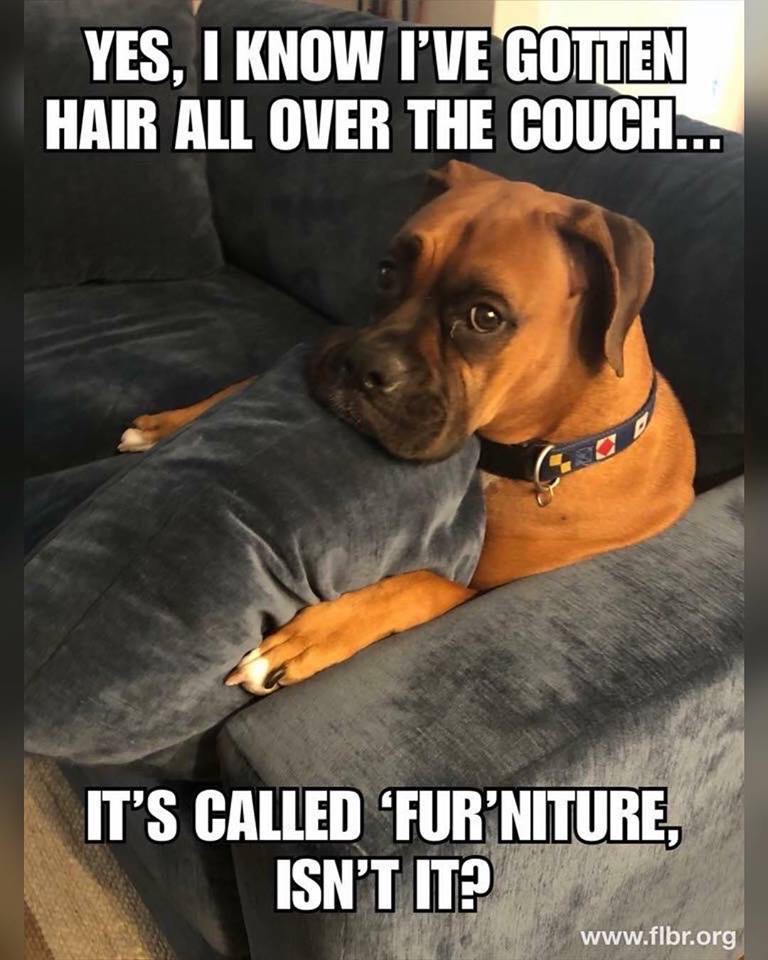 It's called fur-niture