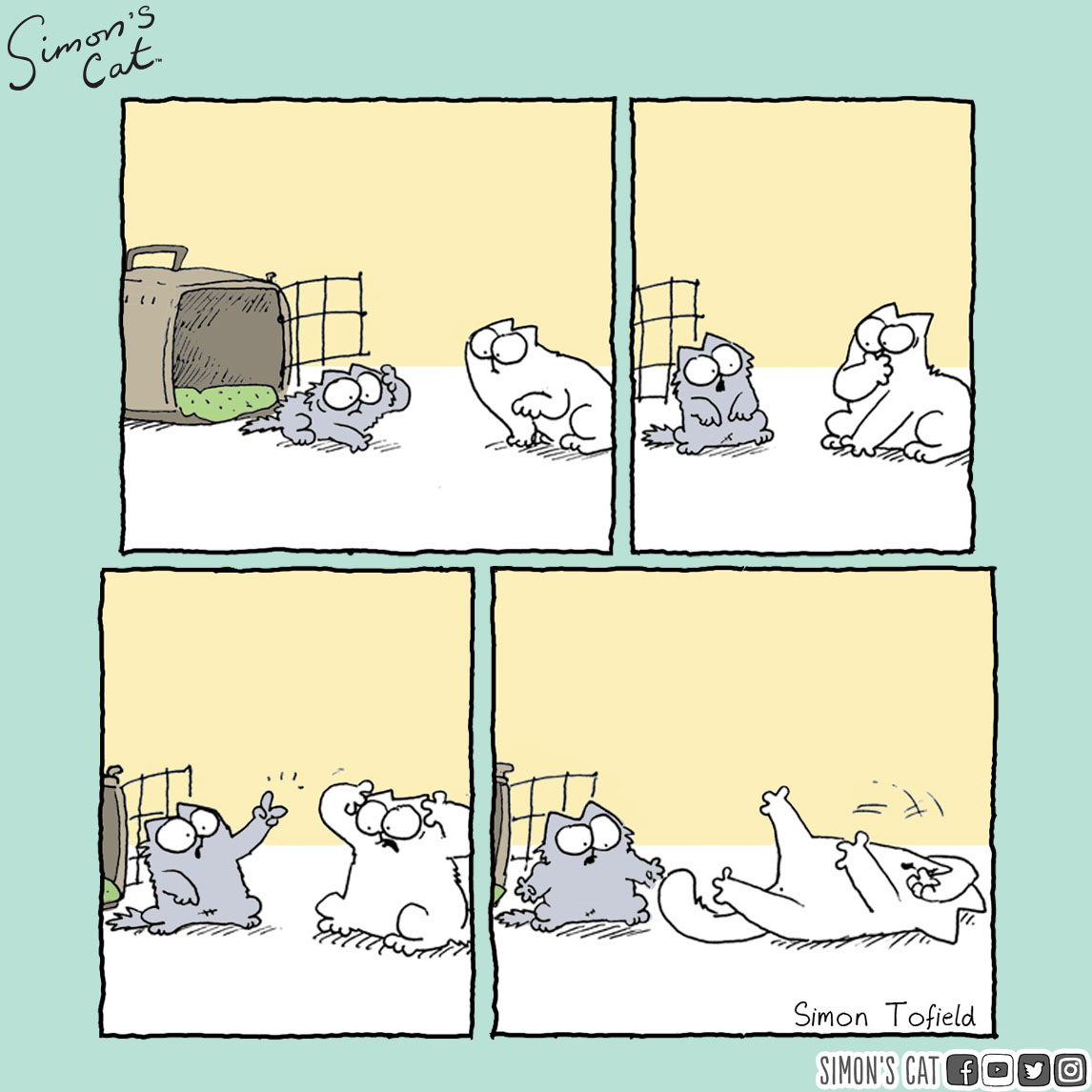 SimonsCat's tweet photo. A trip to the vet is never a fun one! https://t.co/g97QkLvMWe