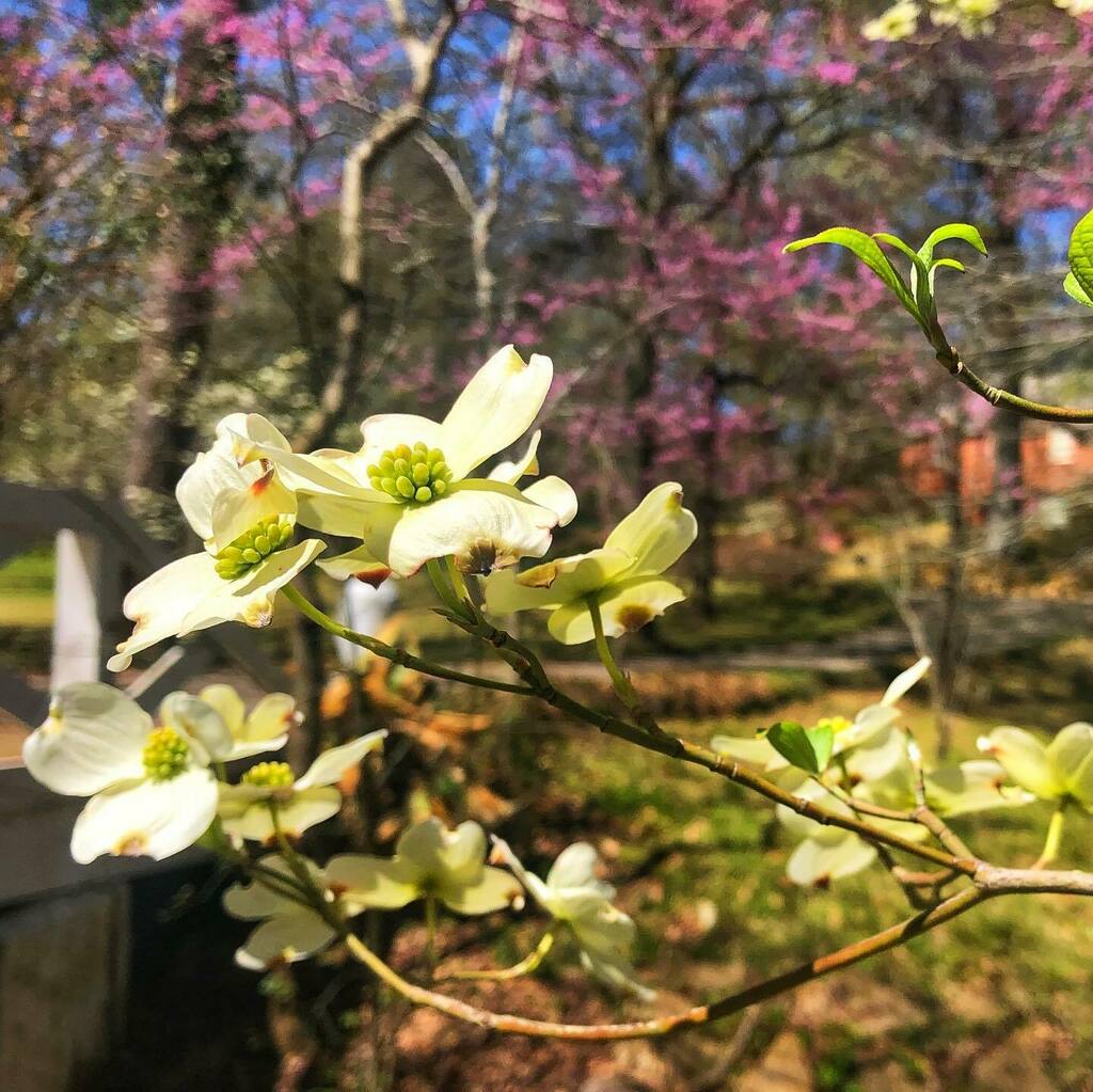 March 26 - 28, 2021 will be peak weekend for the Texas Dogwood Trails Celebration and we invite you to visit to spend the weekend in Palestine, Texas.  As you plan your trip, head over to the Texas Dogwood Trails link in our bio and download a copy of th… instagr.am/p/CM4jUTypVI4/