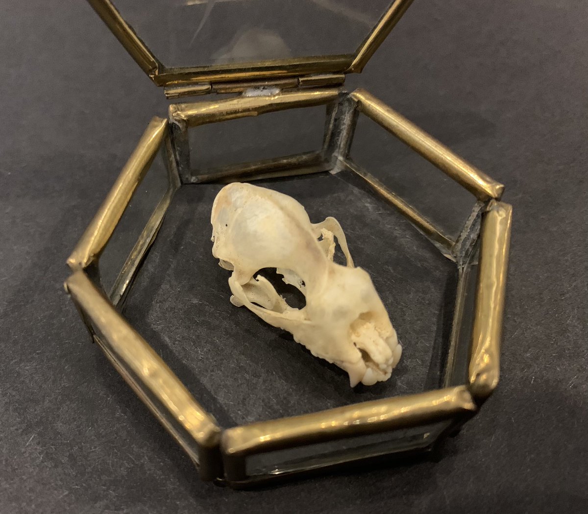 WickedVintageUK's tweet photo. Just in- small vintage brass and glass trinket box containing a #BatSkull curiosity !! 🖤🦇🦇🦇🦇🦇 #GothicGift #MacabreCuriosity https://t.co/0RGS6mAm6l