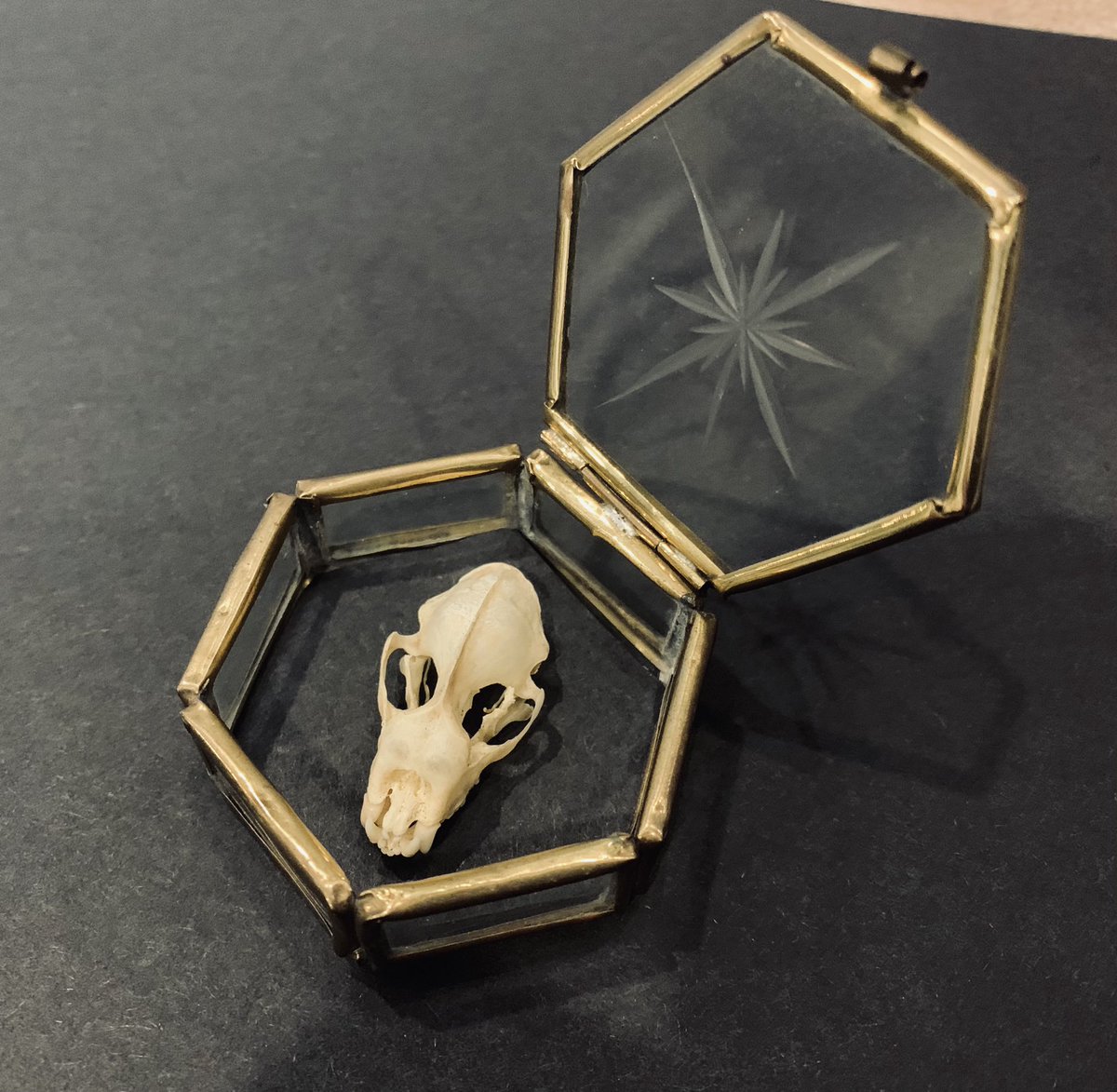 WickedVintageUK's tweet photo. Just in- small vintage brass and glass trinket box containing a #BatSkull curiosity !! 🖤🦇🦇🦇🦇🦇 #GothicGift #MacabreCuriosity https://t.co/0RGS6mAm6l