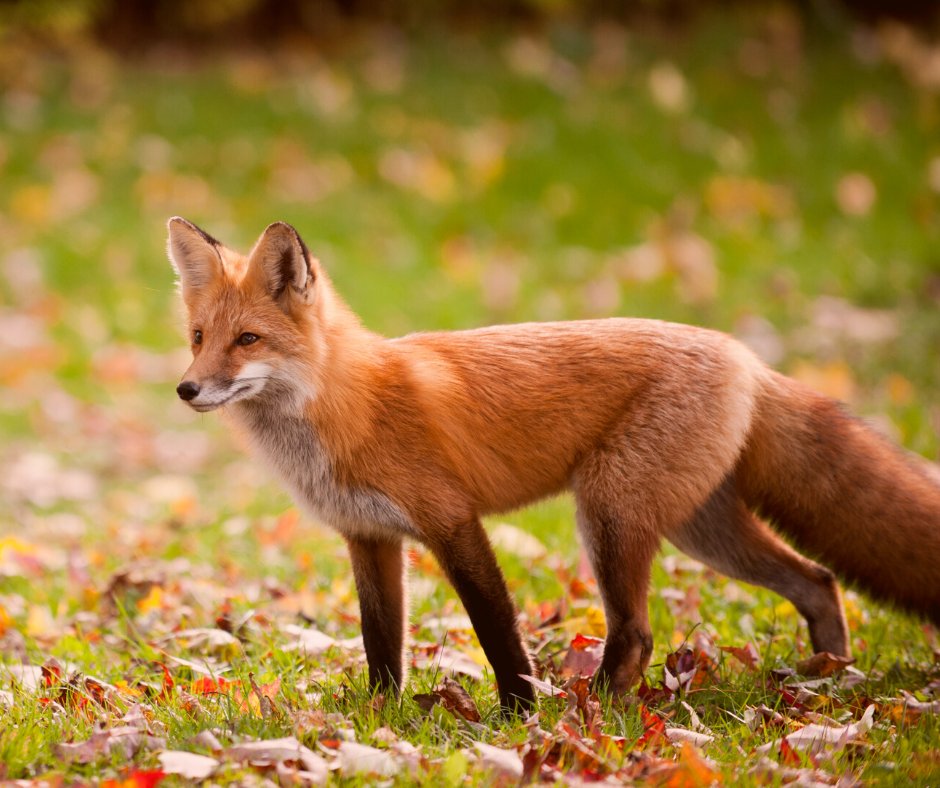 TheMemoryFox's tweet photo. Foxes prefer to hunt and sleep alone, unlike their coyote and canine relatives. But they make the best storytellers. #FoxFactFriday ๐ฆ https://t.co/CjX0sXGhuq