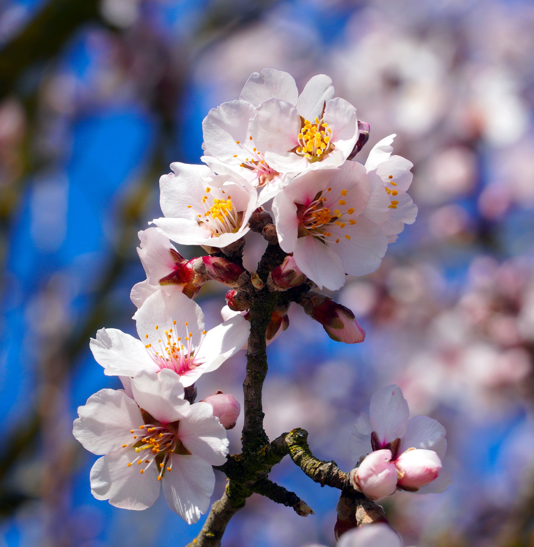 Oguchi T 小口 高 アーモンドの花のフリー画像を Pixabay で検索した結果 T Co 7gvdxzp70d 桜の花や木と似ている例が多い 意外かもしれないが 植物としてのアーモンド はバラ科サクラ属で桜の仲間 昔 春のイタリアで調査中に 花が咲いた