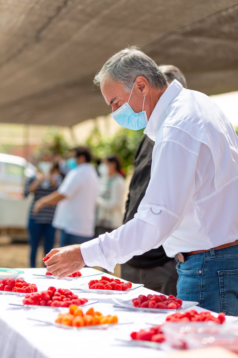 ConsorcioFruta's tweet photo. Trabajando en el mejoramiento genético de frambuesas 100% chilenas. https://t.co/vqmtcRjCAR