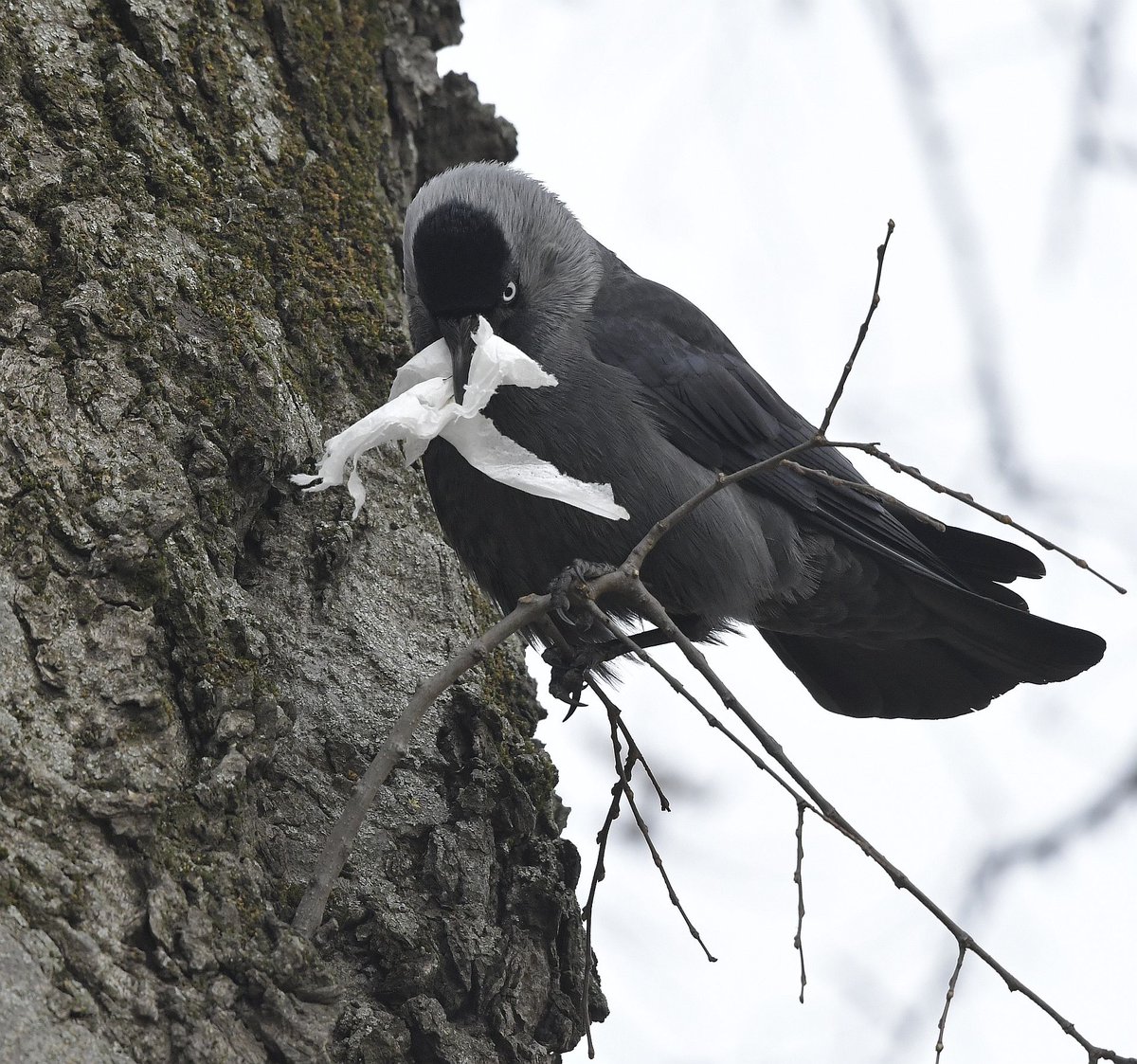 termtudmuz's tweet photo. These corvids are indeed very busy preparing for the quarantine…🧻🕊️ https://t.co/Leig7jhboX