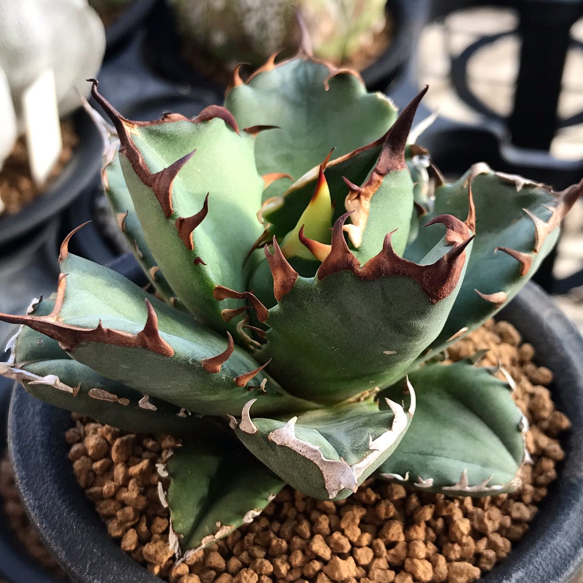 アガベ姫厳竜特大 アガベ 姫厳流