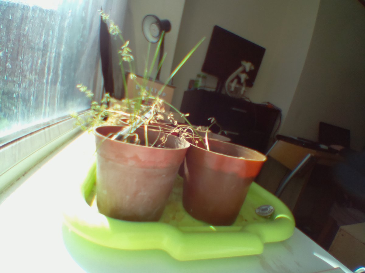 Albert01649102's tweet photo. Today our lentils look like this: https://t.co/U2RS9p3faB