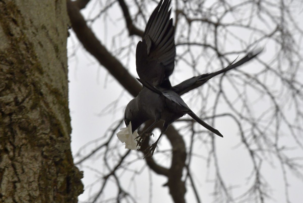 termtudmuz's tweet photo. These corvids are indeed very busy preparing for the quarantine…🧻🕊️ https://t.co/Leig7jhboX