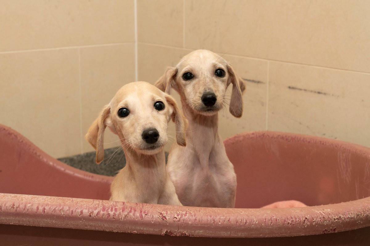 HandsOnPG's tweet photo. Lockdown has seen a huge increase in demand for puppies. Unscrupulous breeders and sellers are smuggling puppies and taking advantage of unsuspecting public, trading poorly and diseased pups.
Help @RSPCA_official stop illegal puppy trade,
#ForPupsSake
https://t.co/7604F0oDeo https://t.co/Jr9hGYXkk3