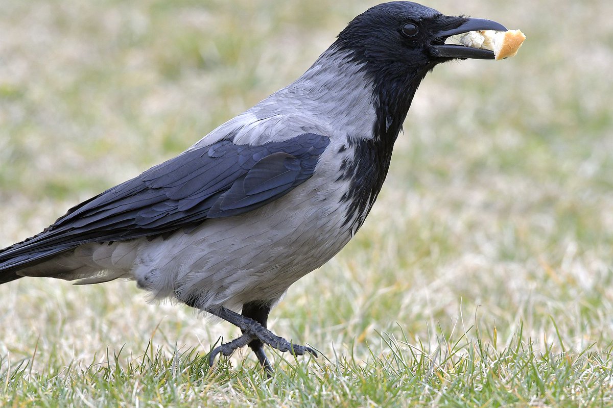 termtudmuz's tweet photo. These corvids are indeed very busy preparing for the quarantine…🧻🕊️ https://t.co/Leig7jhboX
