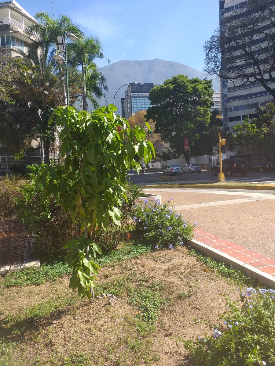 virginiatreyes's tweet image. Así esta el Ávila hoy!