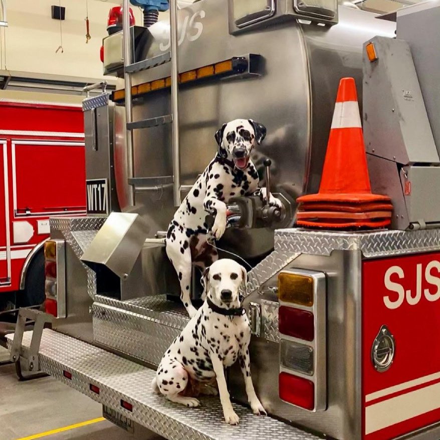 LearyFF's tweet photo. We're proud of the K9s who serve alongside their departments. Have a dog in your house? We're looking for fire pups across the country to feature throughout the year. Message us or comment below so we can give a shout out to your working K9! #FirePupFriday
// Teela and Truckie https://t.co/ZPy1xt2ir4