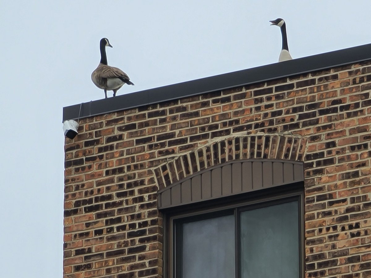 Jjerg's tweet photo. While visiting my mom with @ceceonmars back in #Illinois, a pair of #CanadaGoose seem to be daring each other to jump. They've screaming at each other since 7:30. They have to know that they fly, right!? 🤔
#Chicago
#MtProspect
#NWBurbs
#Birds
#birdwatching https://t.co/Arg8kH5ylw