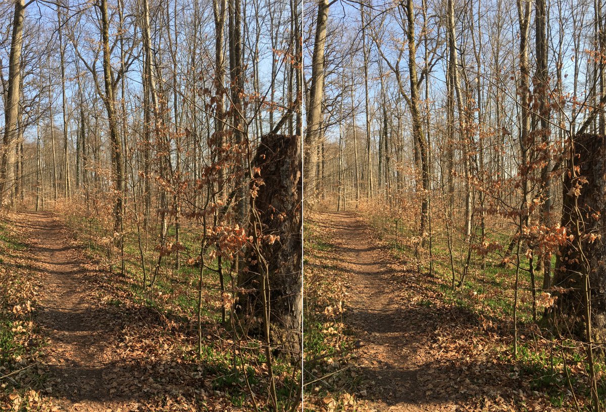  #waldszenen 20210326In this thread I show you the same forest spot over the course of this year. The double mount is  #3D. If you want to test the experience:  https://twitter.com/mweiss_tue/status/1373970623739879425?s=20