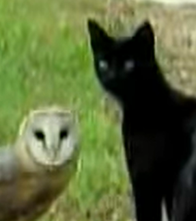 HQDailyPosts's tweet photo. Anime vs Reality 🦉🐱 https://t.co/LC9InWjIQo