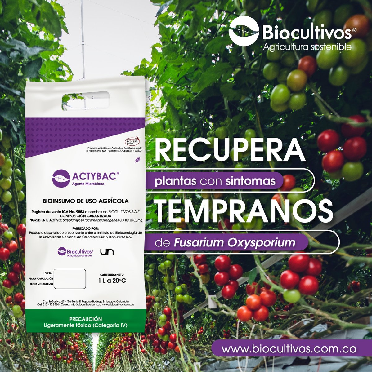biocultivos's tweet photo. Actybac es un biocontrolador que en aplicación en etapas tempranas de los cultivos de tomate puede ayudar a recuperar plantas con síntomas tempranos de Fusarium Oxysporium. 
#AgriculturaRegenerativa #BioInsumos #AgentesMicrobianos #Colombia #Exportación https://t.co/o72C84aRny