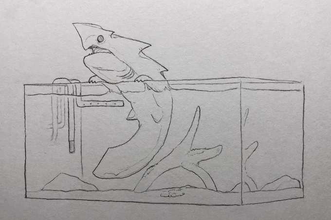 前にスクアギル飼いたいって言ってたけどびっくりするくらい大きくなるの早いね? 