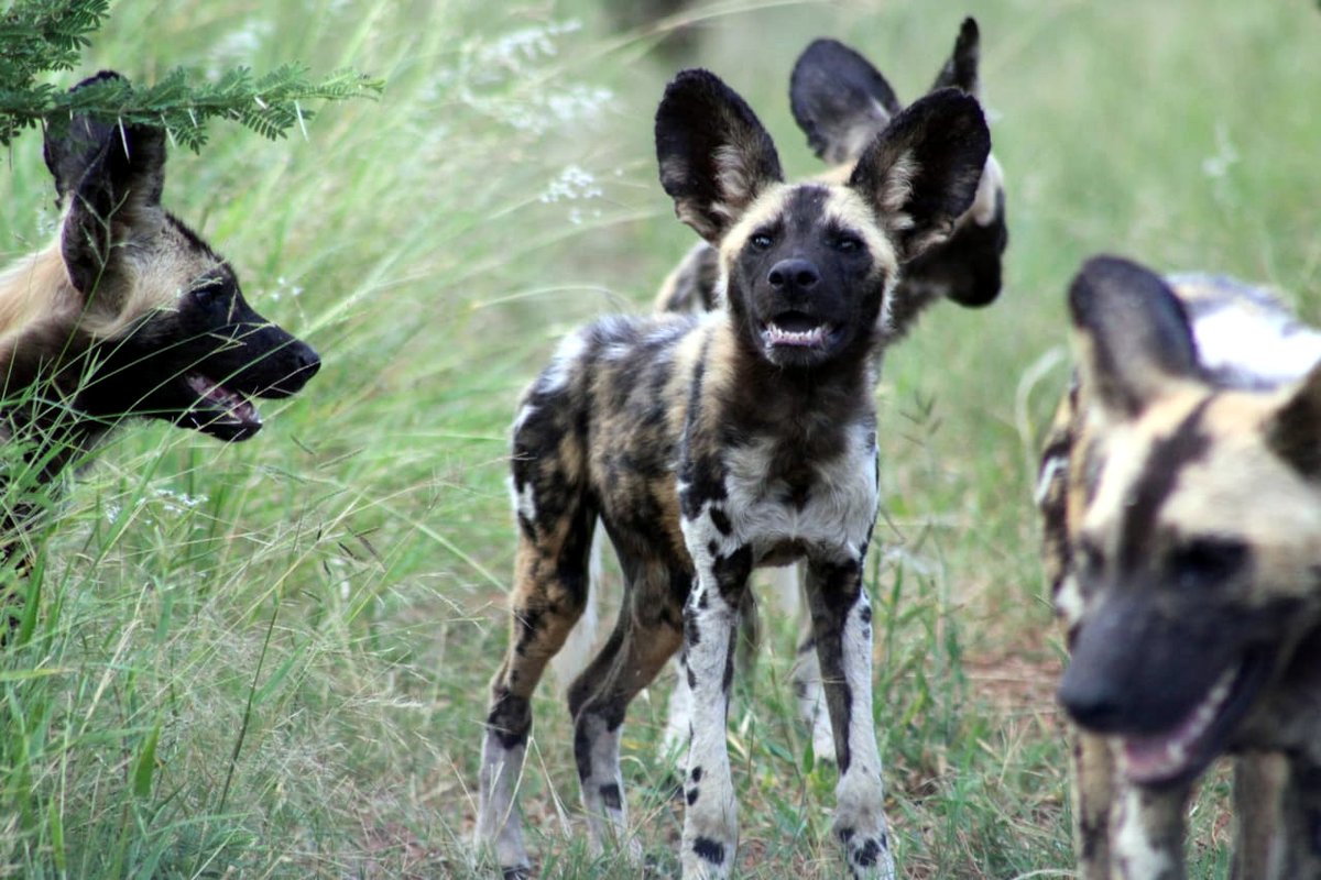 wildlifeact's tweet photo. The Painted Dog pack on @ManyoniReserve is thriving. Our two #EndangeredSpecies Monitors are monitoring them closely and getting such wonderful sightings https://t.co/IvdTcjUtyS