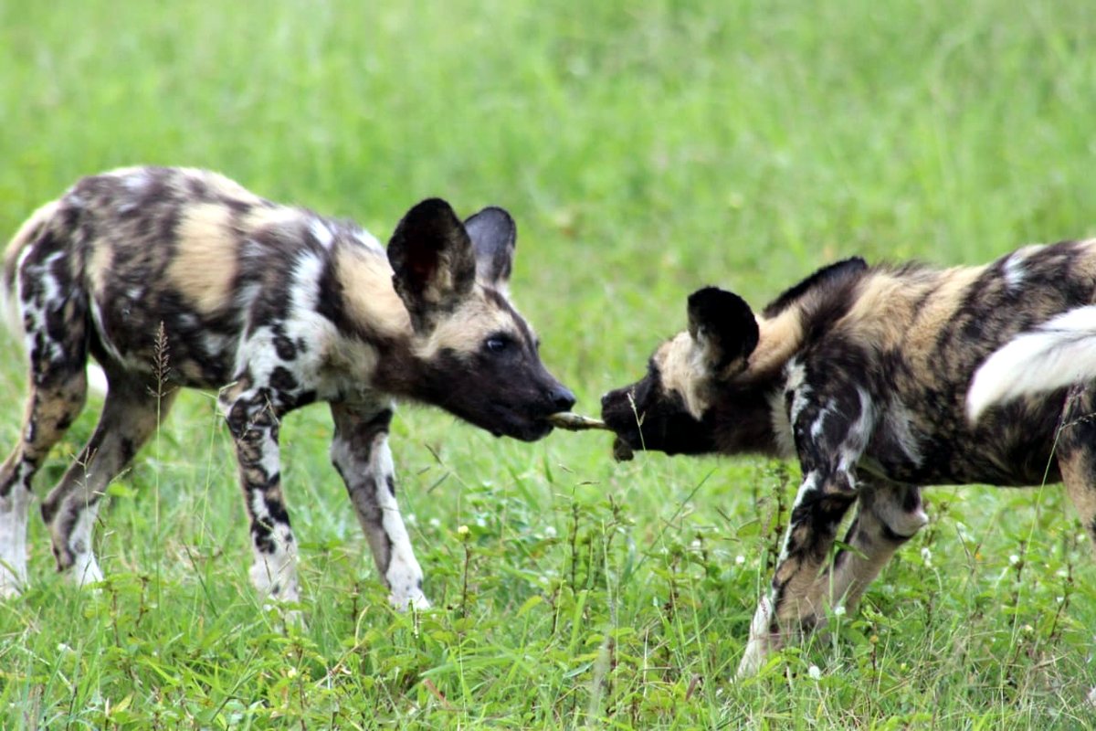 wildlifeact's tweet photo. The Painted Dog pack on @ManyoniReserve is thriving. Our two #EndangeredSpecies Monitors are monitoring them closely and getting such wonderful sightings https://t.co/IvdTcjUtyS