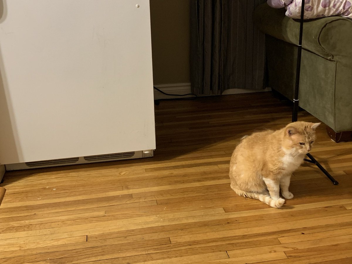 lightclubs's tweet photo. The person I interviewed had a very cute cat btw! https://t.co/2GHi2qHng1