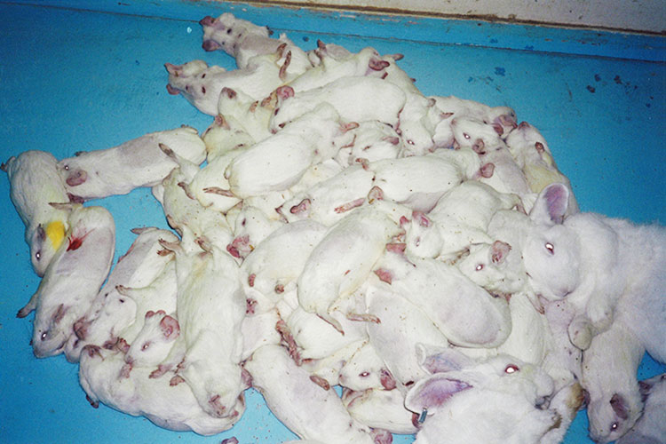 しあさって On Twitter 日本でも2 000万頭 推定 の命が 毎年動物実験によって失われている 代替法も少しずつ開発されているが 密室で行われる動物実験 その実態はまだまだ明らかになっていません Https T Co Xmufczujbd