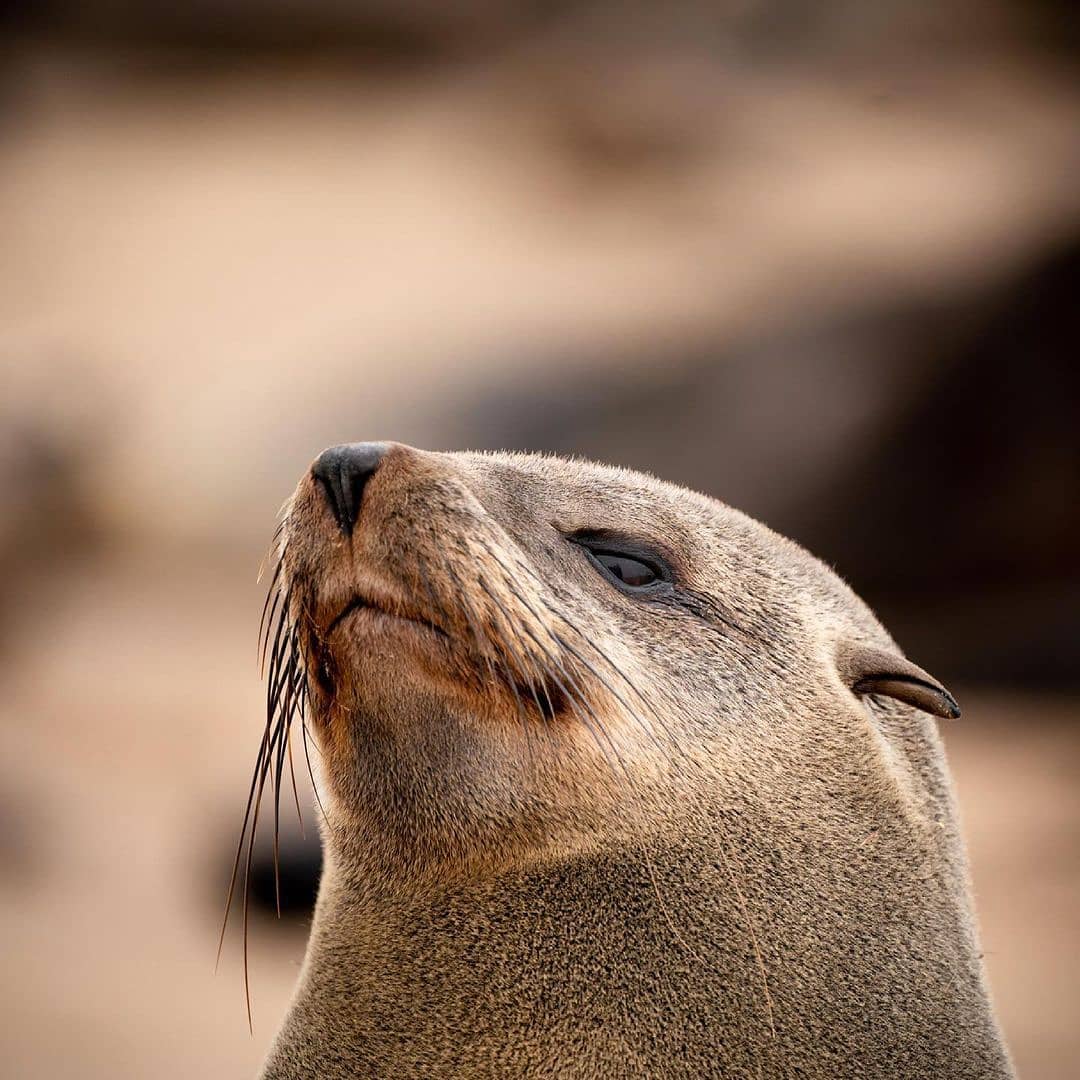 VidaMarinaUY's tweet photo. 🌅 Desde hace años, ONGs plantean que los lobos marinos en Uruguay dejen de capturarse en Isla de Lobos.
🙏🏼Ojalá la Pandemia sirva para que el Estado no siga exportando entre 120 y 150 lobos marinos vivos de la variedad finos o de dos pelos (Arctocephalus australis), por año. https://t.co/UISrYt8SAM