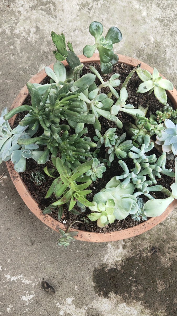 DrBebita's tweet photo. My Succulents Arrangement...
#NewAvatar
#Mysucculent
#MyLove
@AswiniMohanty13 @tapukm84 @AlokGSpeaks @Sumanta01348652 @GyanBiswal @SovakarBYadav @RojalinKonark https://t.co/M66n0gGVFu