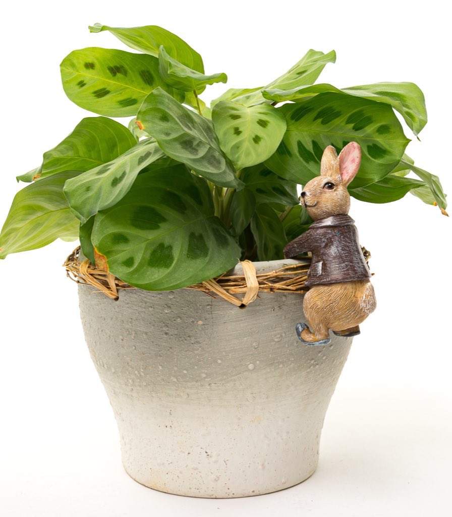 CaneCompanions's tweet photo. Just over a week to Easter 🐣, are you looking for something a little different this year? Take a look at our gorgeous range of Beatrix Potter gifts. #benjaminbunny #peterrabbit #eastergifts #beatrixpotter #canecompanions #potbuddies #pottyfeet #eastergifts https://t.co/v61z2iWcT0