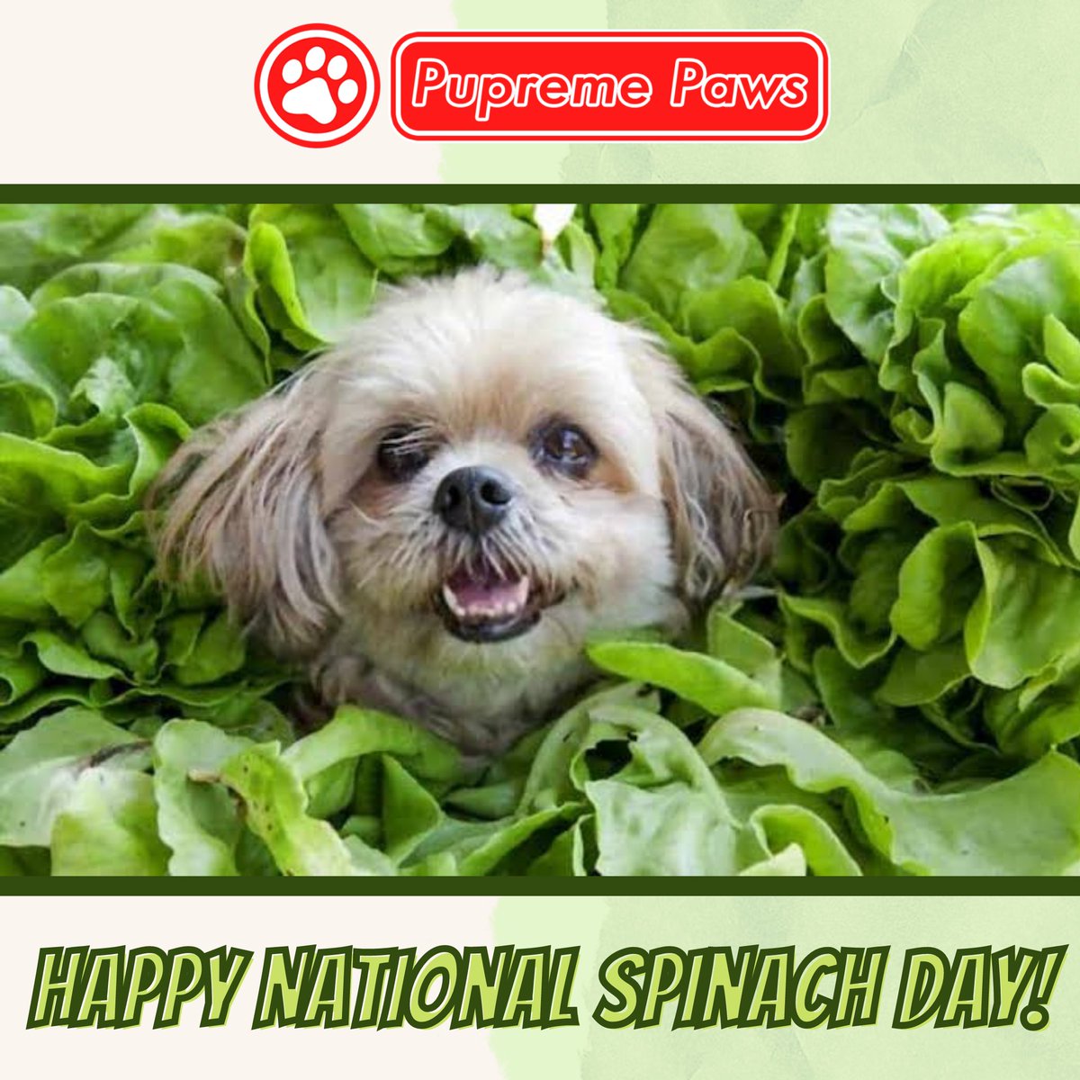 PupremePaws's tweet photo. 🌟Happy National Spinach Day🌟 https://t.co/CTldMbjq0W
#pupremepaws #pupreme #doglife🐾👣 #doglifes #doglifejacket #doglife🐶 #dogofmylife #dogofday #dogoftheworld  #dogofinstaworld #dogoftheweek  #dogstuff #dogofthedayjp #dogofinstagram #dogoftheday #dogsofinsta #dogsoftwitter https://t.co/avPOegueYK
