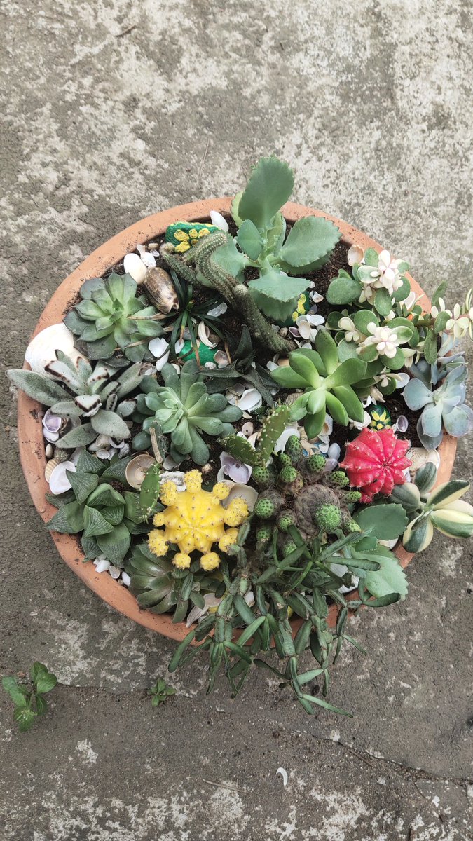 DrBebita's tweet photo. My Succulents Arrangement...
#NewAvatar
#Mysucculent
#MyLove
@AswiniMohanty13 @tapukm84 @AlokGSpeaks @Sumanta01348652 @GyanBiswal @SovakarBYadav @RojalinKonark https://t.co/M66n0gGVFu