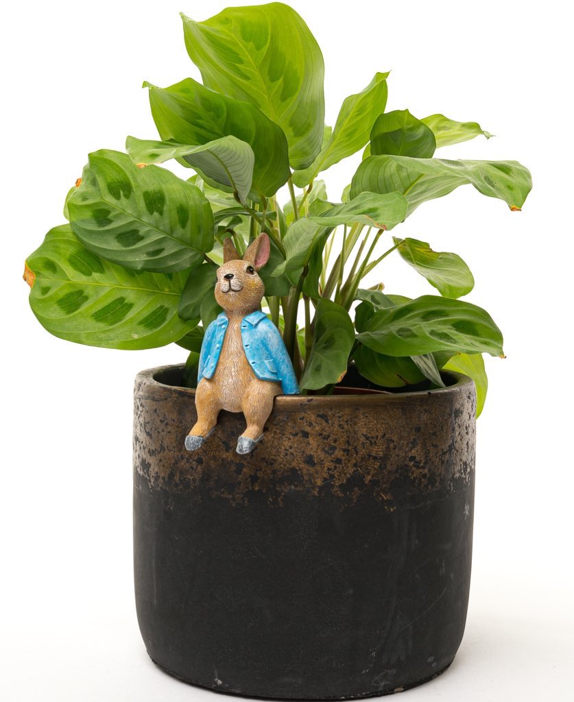 Just over a week to Easter 🐣, are you looking for something a little different this year? Take a look at our gorgeous range of Beatrix Potter gifts. #benjaminbunny #peterrabbit #eastergifts #beatrixpotter #canecompanions #potbuddies #pottyfeet #eastergifts