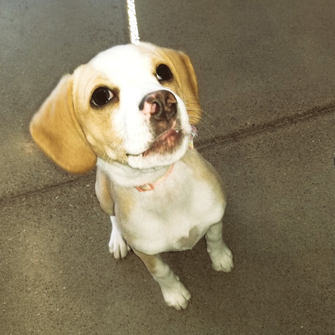 gpfcambridge's tweet photo. Meet Sugar!  This sweet girl stopped in to see what we're all about and found some treats to take home!

Such a sweet pup, can't wait to see you again Sugar!

#sugarforthewin #puppylove #dogsofinstagram #globalpetfoods #hespeler https://t.co/cV21LsZN3l