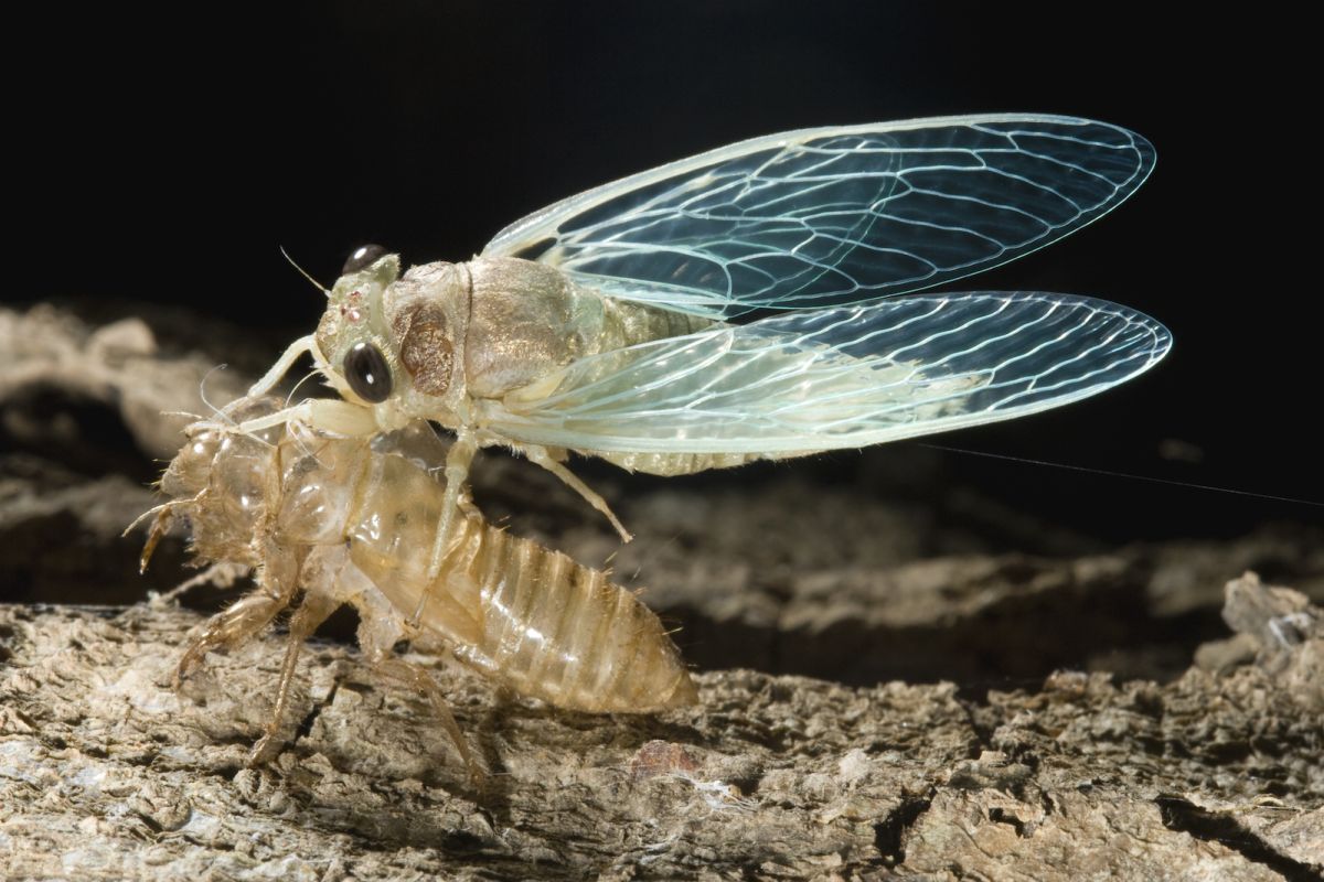 LiveScience's tweet photo. Brood X cicadas protect themselves with math. Zombie fungus doesn't care. https://t.co/j6GzbyTLU6 https://t.co/hHgM2uBLPJ