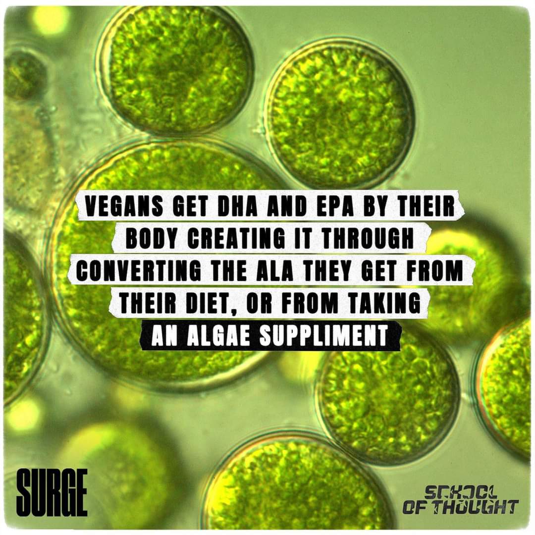 vegannutrition1's tweet photo. There's no nutrients in fish that we can't get from plants.

Destroying the planets oceans is not acceptable.

If the oceans die, all life on earth is doomed.

Scientist's estimate the oceans to be fishless by 2048.

Tick tock

Go Vegan ✌️

#ClimateAction #Seaspiracy #fishing https://t.co/W5Omi9BfMY