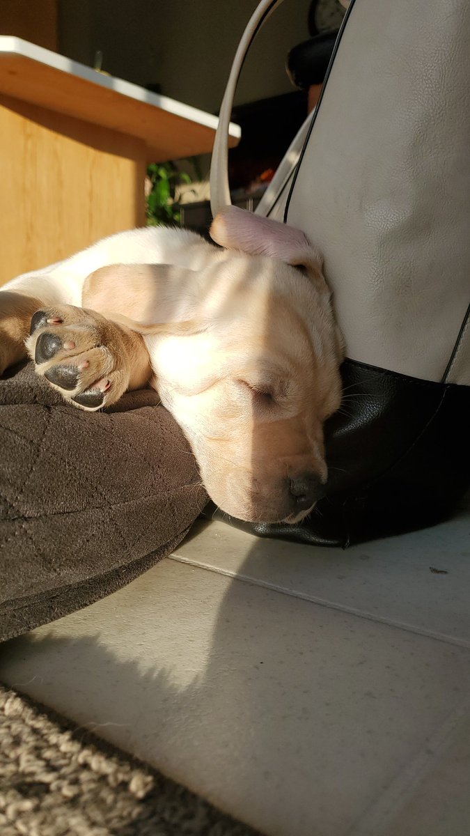 TracyFaye5's tweet photo. This little guy has already stolen my heart. After a hard play this morning he is catching a snooze in the morning sun! #PuppyLove #DogNaps #mastador #HeIsGoingToBeBig https://t.co/A0qHp2nXaY