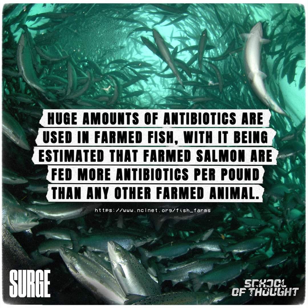 There's no nutrients in fish that we can't get from plants.

Destroying the planets oceans is not acceptable.

If the oceans die, all life on earth is doomed.

Scientist's estimate the oceans to be fishless by 2048.

Tick tock

Go Vegan ✌️

#ClimateAction #Seaspiracy #fishing